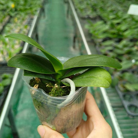 175387035051-Phal.%20Miki%20Lovely%20Girl%20%E6%A4%8D%E6%A0%AA2.5''1.jpg