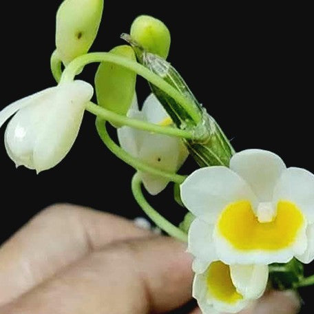 175392685612-Dendrobium%20crepidatum%20v.%20alba%20x%20self%20%E7%8E%AB%E7%91%B0%E7%9F%B3%E6%96%9B%E7%99%BD%E8%AE%8A%E7%A8%AE%20%E8%8A%B11.jpg