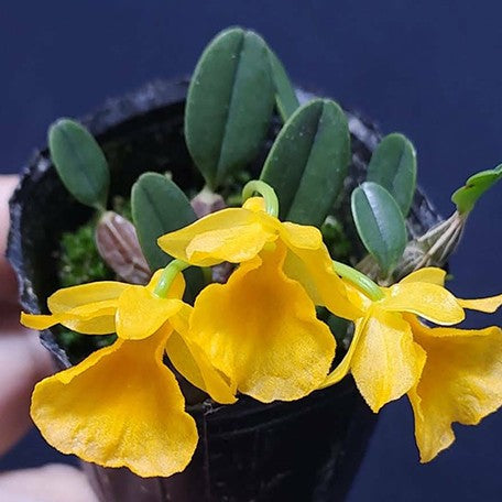 Dendrobium jenkinsii × sib 2.0
