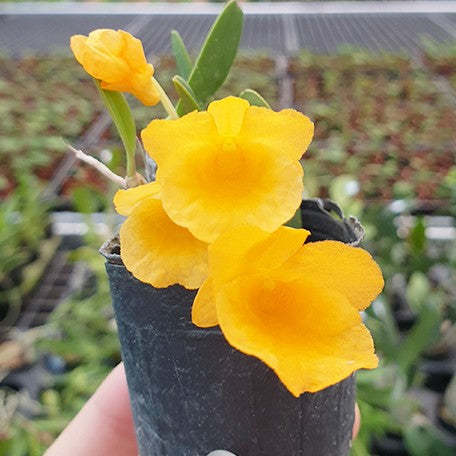 Dendrobium jenkinsii × sib 2.0