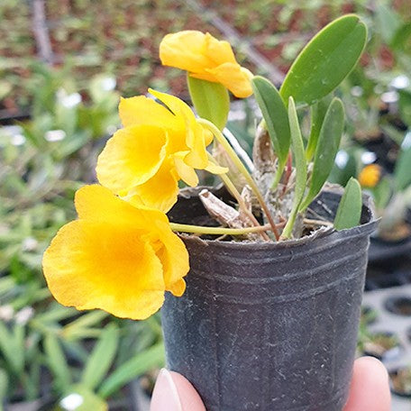 Dendrobium jenkinsii × sib 2.0