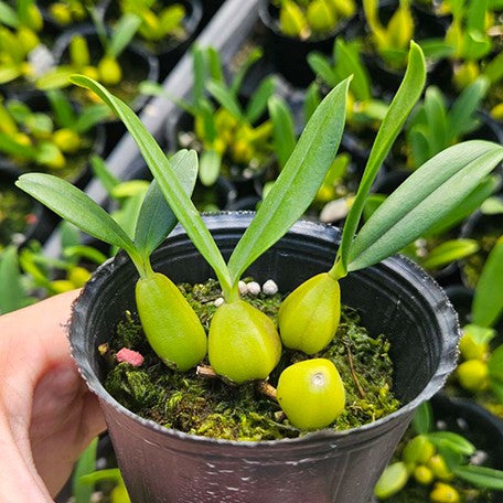 175393163577-Bulb.%20falcatum%20var.%20alba%20%C3%97%20sib%20%E6%A4%8D%E6%A0%AA1.jpg