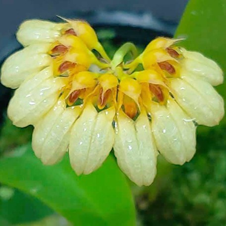 175393931151-Bulb.%20curtisii%20'%20Yellow%20'%20%E8%8A%B11.jpg