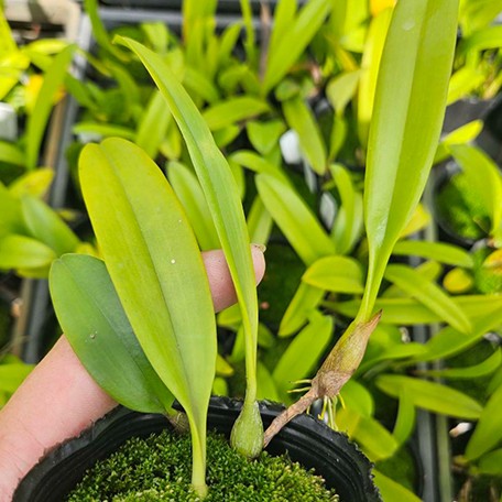 175393937319-Bulb.%20curtisii%20'%20Yellow%20'%20%E6%A4%8D%E6%A0%AA2.5''.jpg