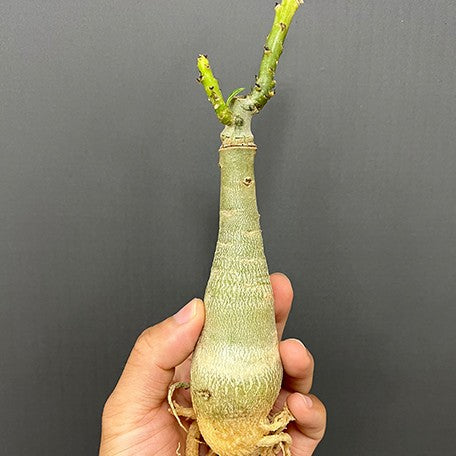 175394145472-Adenium%20obesum%20(Forssk.)%20Roem.%20&%20Schult.%20%E7%99%BD%E9%87%91%E6%BC%A2%E6%B2%99%E6%BC%A0%E7%8E%AB%E7%91%B0%20%E8%A3%B8%E6%A0%B91.jpg