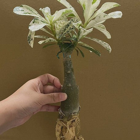 175394534079-Adenium%20obesum%20(Forssk.)%20Roem.%20&%20Schult.%20%E7%99%BD%E9%87%91%E6%BC%A2%E6%B2%99%E6%BC%A0%E7%8E%AB%E7%91%B0%20%E8%A3%B8%E6%A0%B92.jpg
