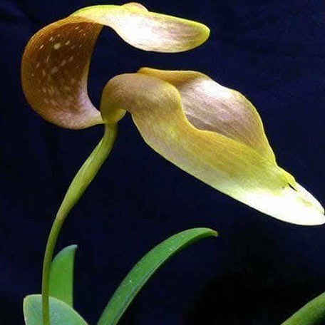 175394693911-Bulb.%20grandiflorum%20%C3%97%20sib%20%E8%8A%B11.jpg