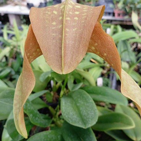 175394693967-Bulb.%20grandiflorum%20%C3%97%20sib%20%E8%8A%B12.jpg