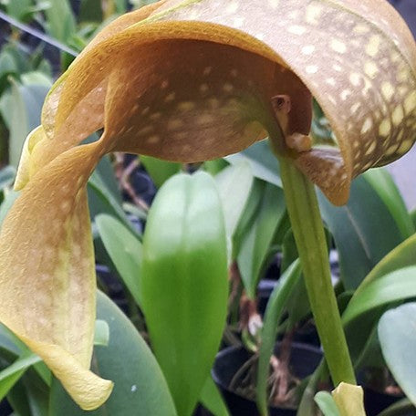 175394693999-Bulb.%20grandiflorum%20%C3%97%20sib%20%E8%8A%B13.jpg