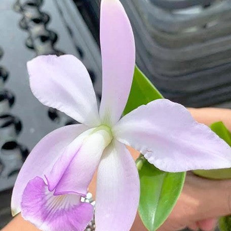 175401271839-C.%20violacea%20var.%20coerulea%20%C3%97%20sib%20%E8%9E%A2%E5%85%89%E5%98%89%E5%BE%B7%E8%97%8D%E8%AE%8A%E7%A8%AE%E5%85%84%E5%BC%9F%E4%BA%A4%20%E8%8A%B11.jpg