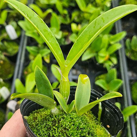 175401273213-C.%20violacea%20var.%20coerulea%20%C3%97%20sib%202.5''%E6%A4%8D%E6%A0%AA1.jpg