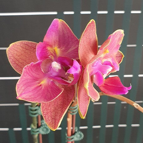 175401983146-Phal.%20Sweet%20Girl%20'Red'%20(2%20eyes)%20%E8%8A%B12.jpg