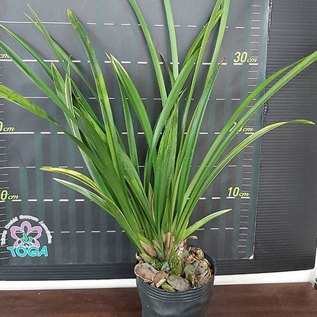 175426931426-Cym.%20Golden%20Elf%20(variegata)%20%E6%A4%8D%E6%A0%AA3.5''1.jpg