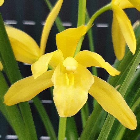 175427059627-Cym.%20Golden%20Elf%20(variegata)%20%E8%8A%B11.jpg