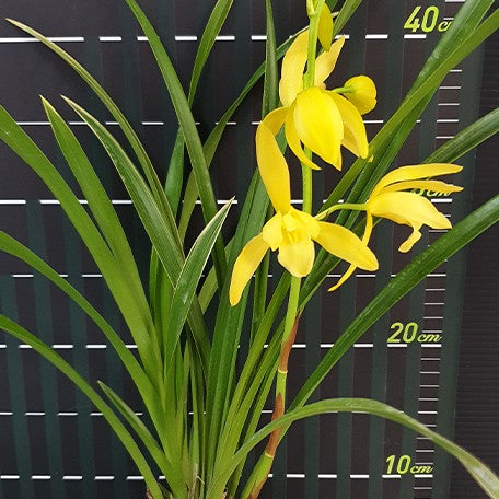 175427059629-Cym.%20Golden%20Elf%20(variegata)%20%E8%8A%B13.jpg