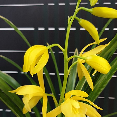 175427059655-Cym.%20Golden%20Elf%20(variegata)%20%E8%8A%B12.jpg