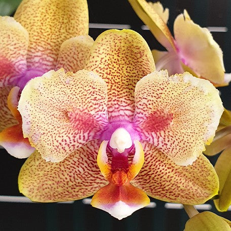 175455405174-Phal.%20Miki%20Fire%20Bat%20'%20Venus%20'%20%E7%81%AB%E8%9D%99%E8%9D%A0%20'%E7%B6%AD%E7%B4%8D%E6%96%AF'%20%E8%8A%B11.jpg