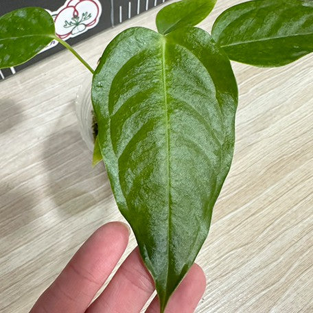 175464626135-Anthurium%20veitchii%20%E6%A4%8D%E6%A0%AA2.5''2.jpg