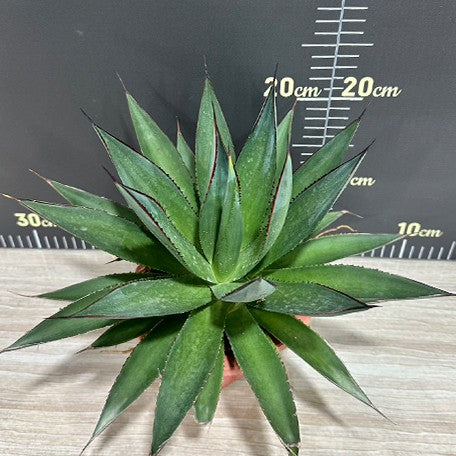 175487206486-Agave%20'Blue%20Glow'%20%E6%A4%8D%E6%A0%AA%20%E8%A3%B8%E6%A0%B91.jpg