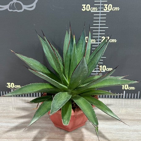 175487212144-Agave%20'Blue%20Glow'%20%E8%8A%B11.jpg