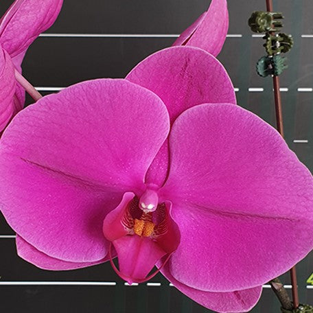 175488320438-Phal.%20Miki%20Jenny%20'600'%20%E8%8A%B11.jpg