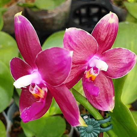 175490323555-Phal.%20KS%20Redland%20Spots%20%E8%8A%B13.jpg