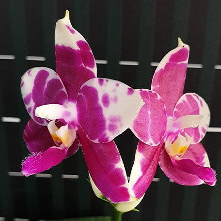 175490323563-Phal.%20KS%20Redland%20Spots%20%E8%8A%B12.jpg