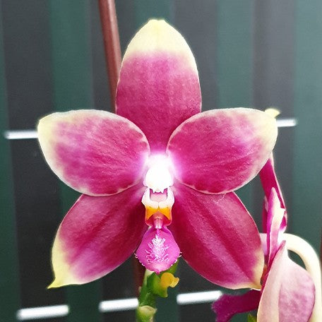 175490323582-Phal.%20KS%20Redland%20Spots%20%E8%8A%B14.jpg