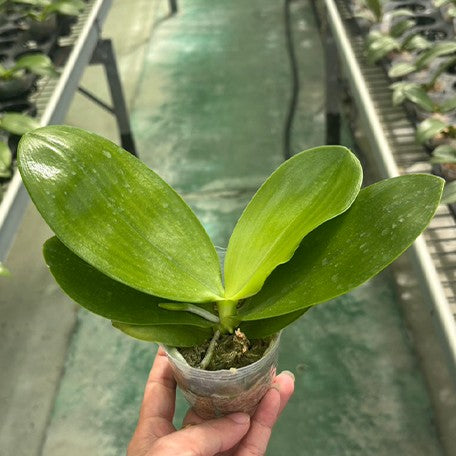 175490325775-Phal.%20KS%20Redland%20Spots%20%E6%A4%8D%E6%A0%AA2.5''1.jpg