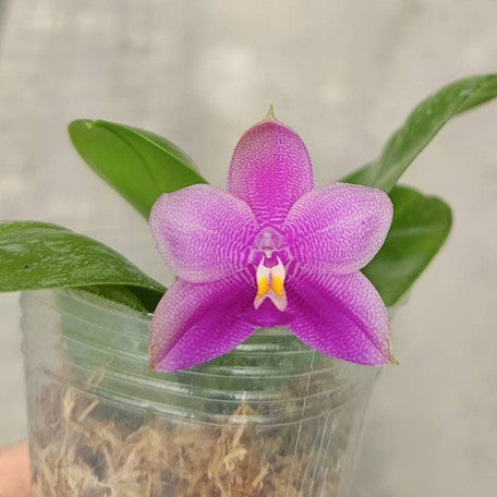175497868656-Phal.%20Princess%20Formosa%20%C3%97%20Mituo%20Prince%20%E8%8A%B14.jpg
