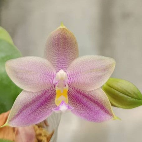 175497868667-Phal.%20Princess%20Formosa%20%C3%97%20Mituo%20Prince%20%E8%8A%B16.jpg