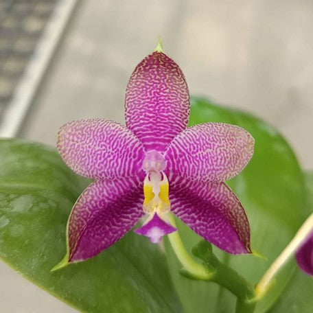 175497868699-Phal.%20Princess%20Formosa%20%C3%97%20Mituo%20Prince%20%E8%8A%B15.jpg