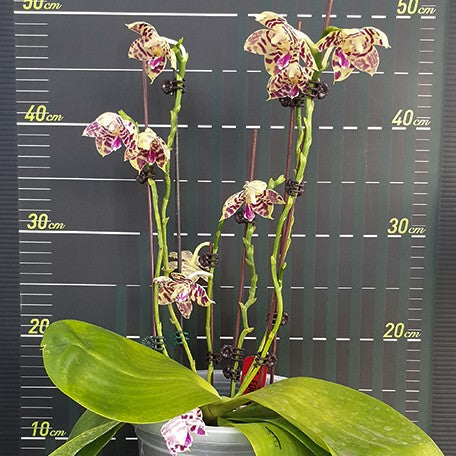 175522967035-Phal.%20Lyndon%20Mix%20Zebra%20'3138'%20%E8%8A%B13.jpg