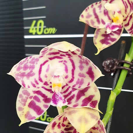 175522967059-Phal.%20Lyndon%20Mix%20Zebra%20'3138'%20%E8%8A%B12.jpg