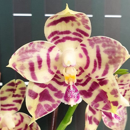 175522967068-Phal.%20Lyndon%20Mix%20Zebra%20'3138'%20%E8%8A%B11.jpg