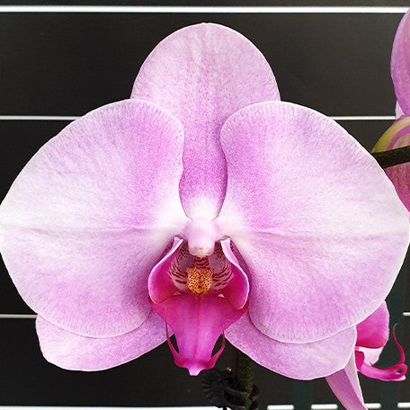 175523579745-Phal.%20Miki%20Pink%20Lady%20'3591'%20%E8%8A%B11.jpg
