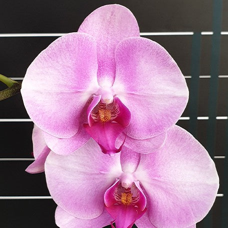 175523579755-Phal.%20Miki%20Pink%20Lady%20'3591'%20%E8%8A%B12.jpg