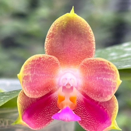 Phalaenopsis Joy Spring Canary 'Orange' 2.5