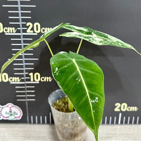 175550013567-Alocasia%20micholitziana%20Variegated%20%E6%A4%8D%E6%A0%AA2.5''1.jpg