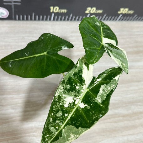 175550013579-Alocasia%20micholitziana%20Variegated%20%E6%A4%8D%E6%A0%AA2.5''2.jpg