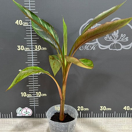 175550080878-Musa%20nono%20variegated%20%E6%A4%8D%E6%A0%AA3.5''%201.jpg