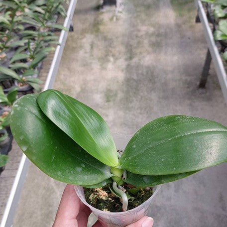 175551126631-Phal.%20Lyndon%20Mix%20Zebra%20'911'%20%E6%A4%8D%E6%A0%AA2.5''1.jpg