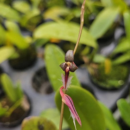 175565239763-Bulb.%20saltatorium%20var.%20albociliatum%20%E8%8A%B13.jpg
