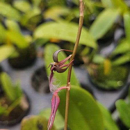 175565239785-Bulb.%20saltatorium%20var.%20albociliatum%20%E8%8A%B12.jpg