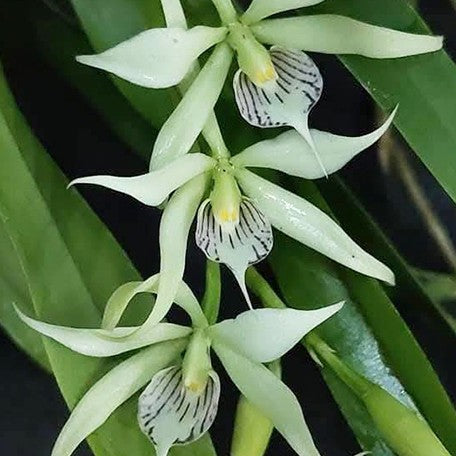 175567000411-Encyclia%20fragrans%20%C3%97%20sib%20%E5%B0%8F%E7%AB%A0%E9%AD%9A%E6%A8%B9%E8%98%AD%20%E8%8A%B11.jpg