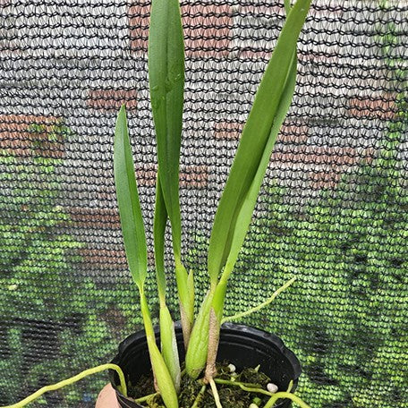 175567404499-Encyclia%20fragrans%20%C3%97%20sib%20%E5%B0%8F%E7%AB%A0%E9%AD%9A%E6%A8%B9%E8%98%AD%20%E6%A4%8D%E6%A0%AA2.5''%201.jpg