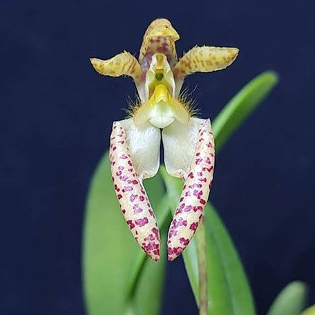 175567463826-Bulb.%20lasiochilum%20%C3%97%20sib%20%E8%8A%B12.jpg