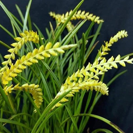 175567872581-Dendrochilum%20javieri%20%C3%97%20sib%20%E9%BB%83%E7%A9%97%E8%8A%B1%E8%98%AD%20%E8%8A%B11.jpg