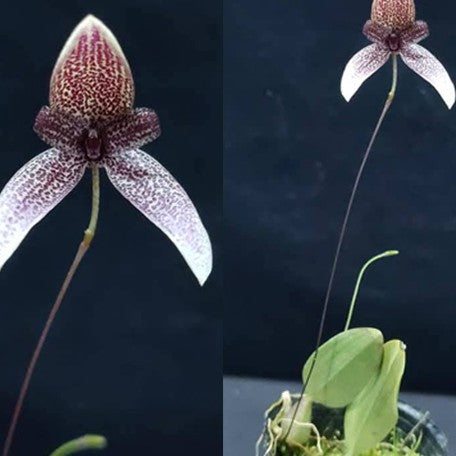 175568030534-Bulb.%20elassoglossum%20%C3%97%20sib%20%E8%8A%B11.jpg