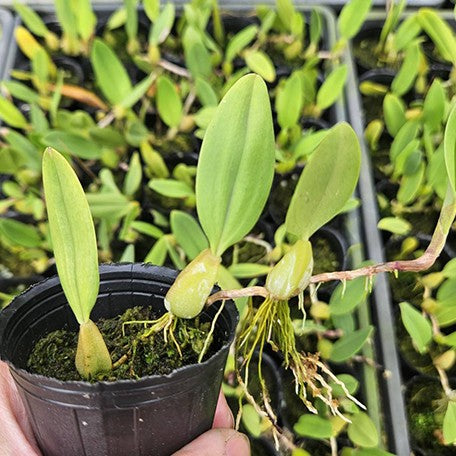 175568048360-Bulb.%20elassoglossum%20%C3%97%20sib%20%E6%A4%8D%E6%A0%AA2''%201.jpg